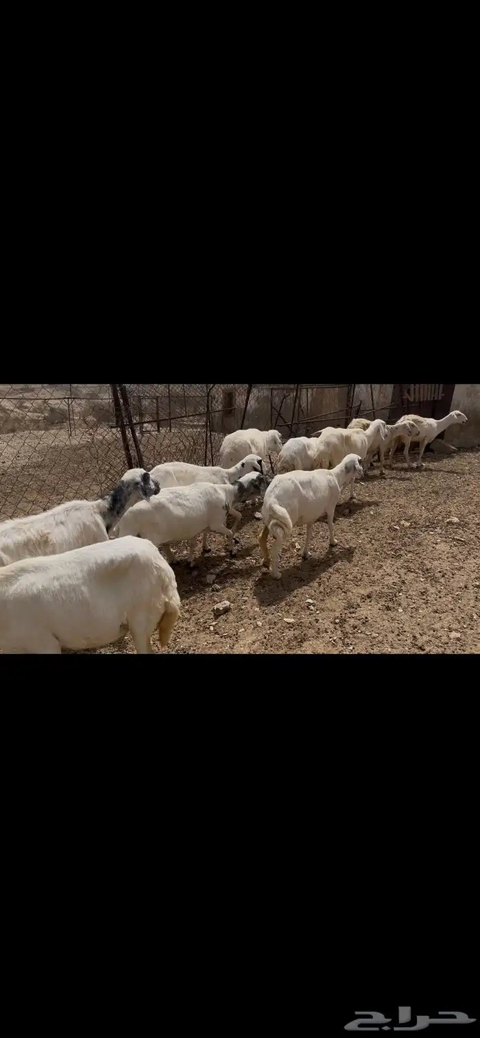 ضان مقاني للبيع 9