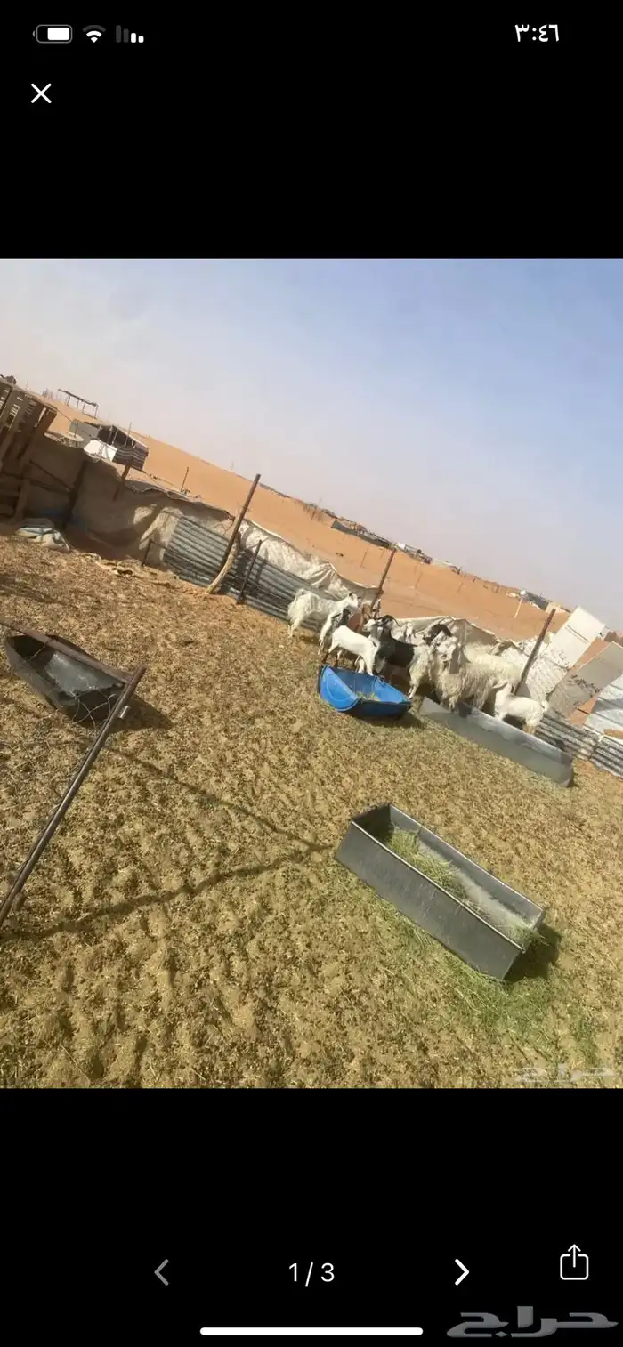 غنم معزا 10 مع الفحل ولاد وسنها اشباب 0