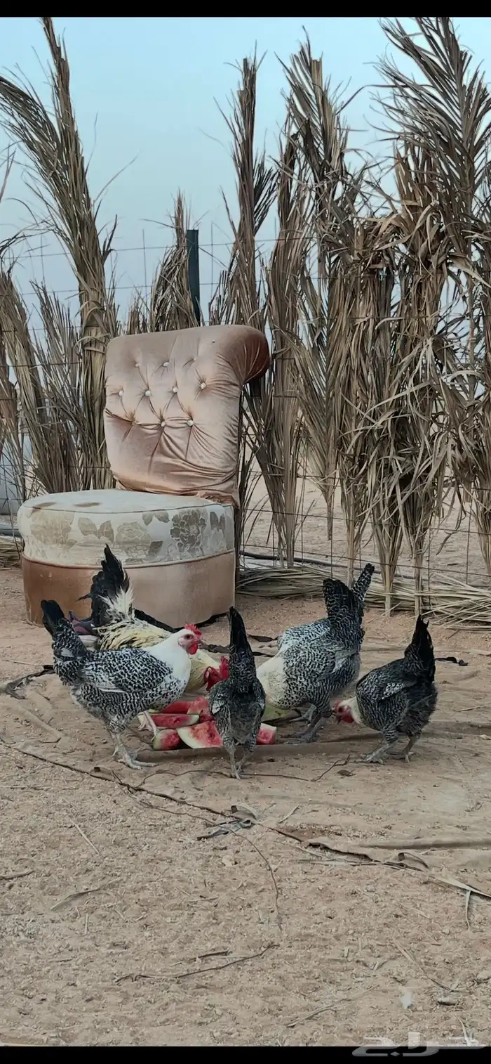 للبيع دجاج فيومي 1
