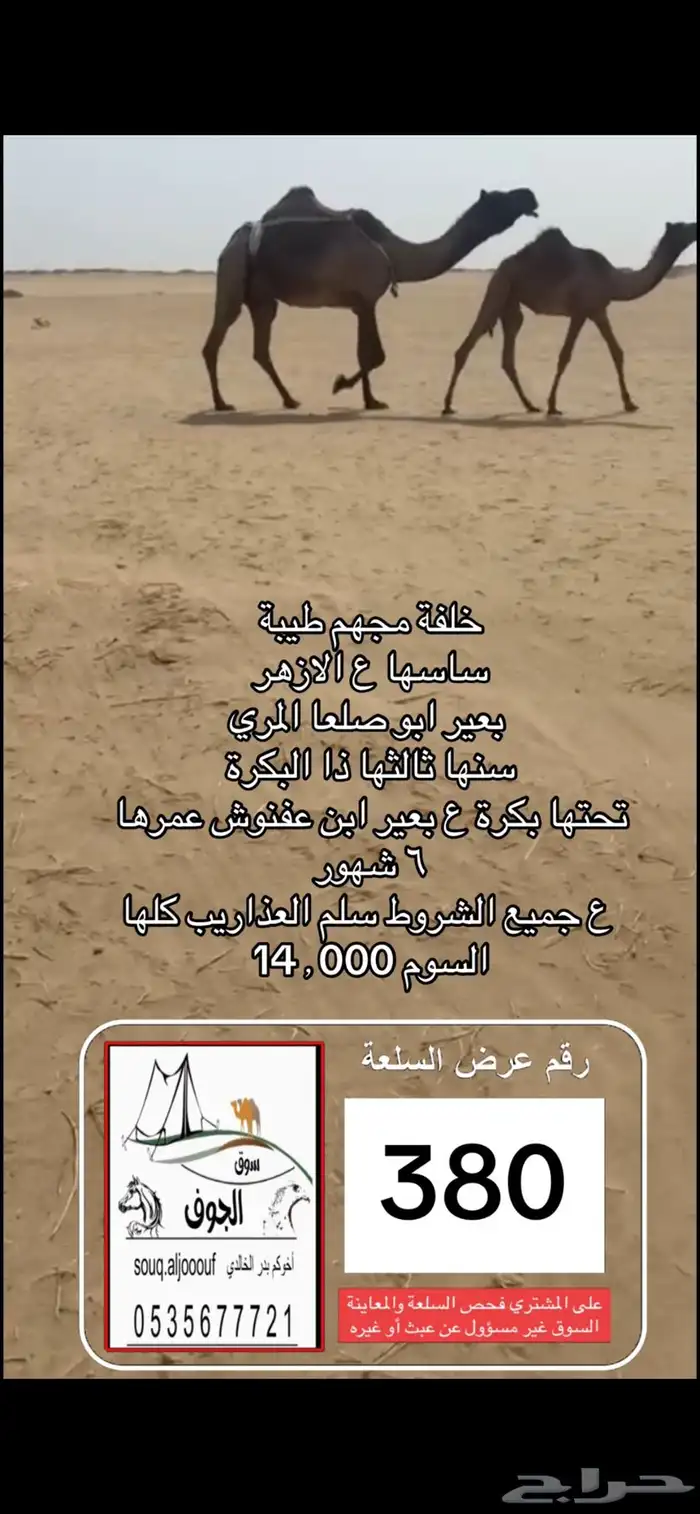 ادخل هنا 17 عرض نخبة الابل سوق الجوف 4