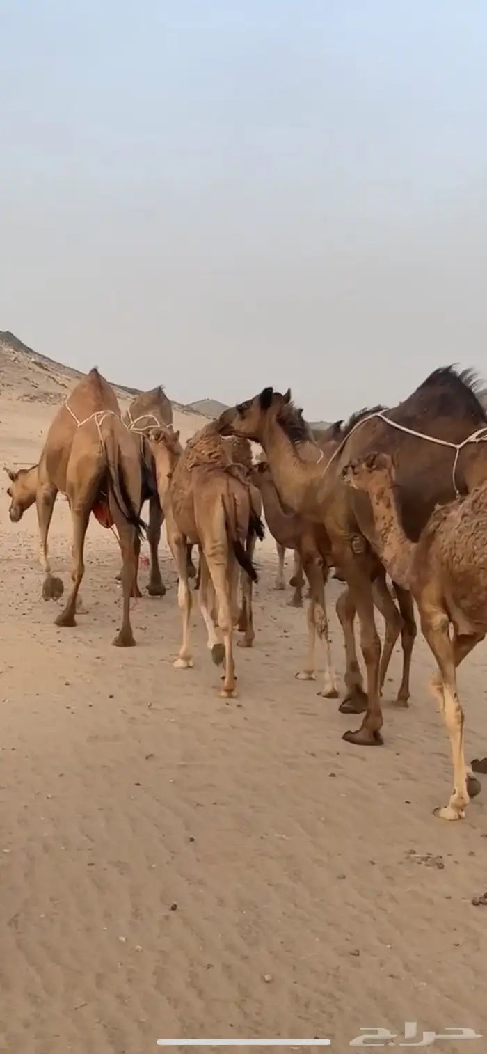خلفات سواحل(( تم البيع )) 7