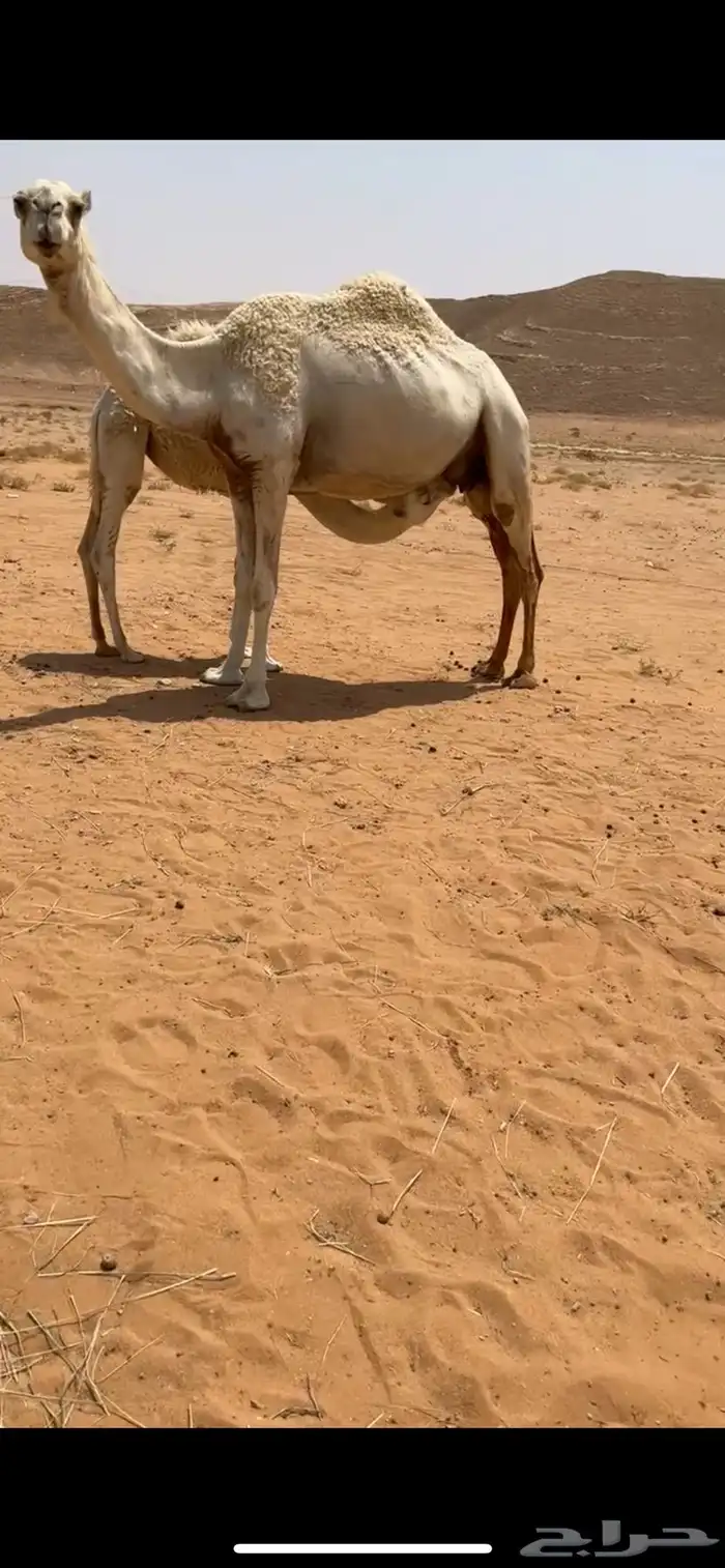للبيع وضح عشاير كفو تحتها قعود وبكره العدد 2 وبكره باتليه 2
