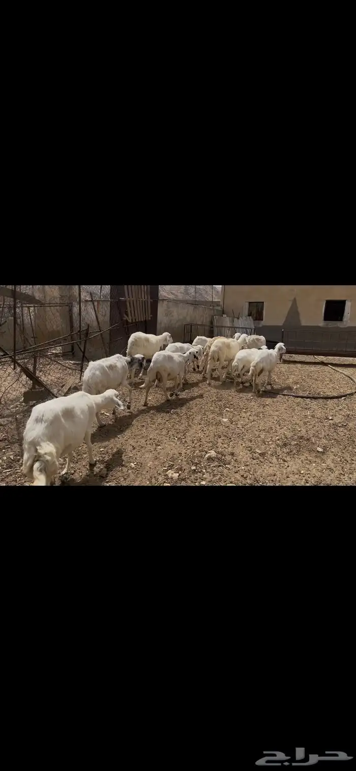ضان مقاني للبيع 2