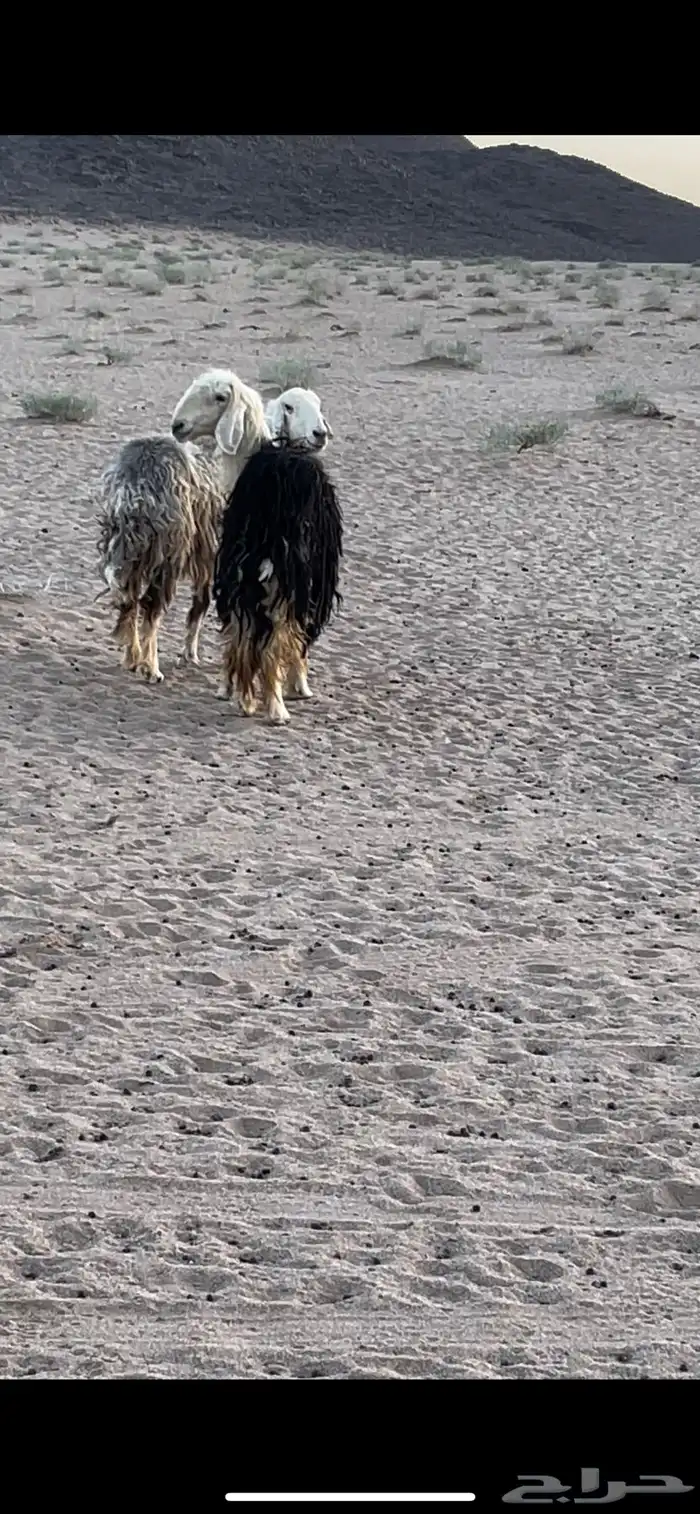 شياه نجديه صنف الصنف حبيصيه مهجنه مع نجدي ابيع شياه حيل 0