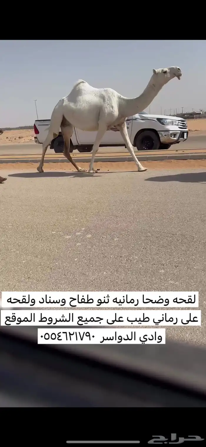 لقحه وضحا رمانيه طيبه على بعير منتج 0