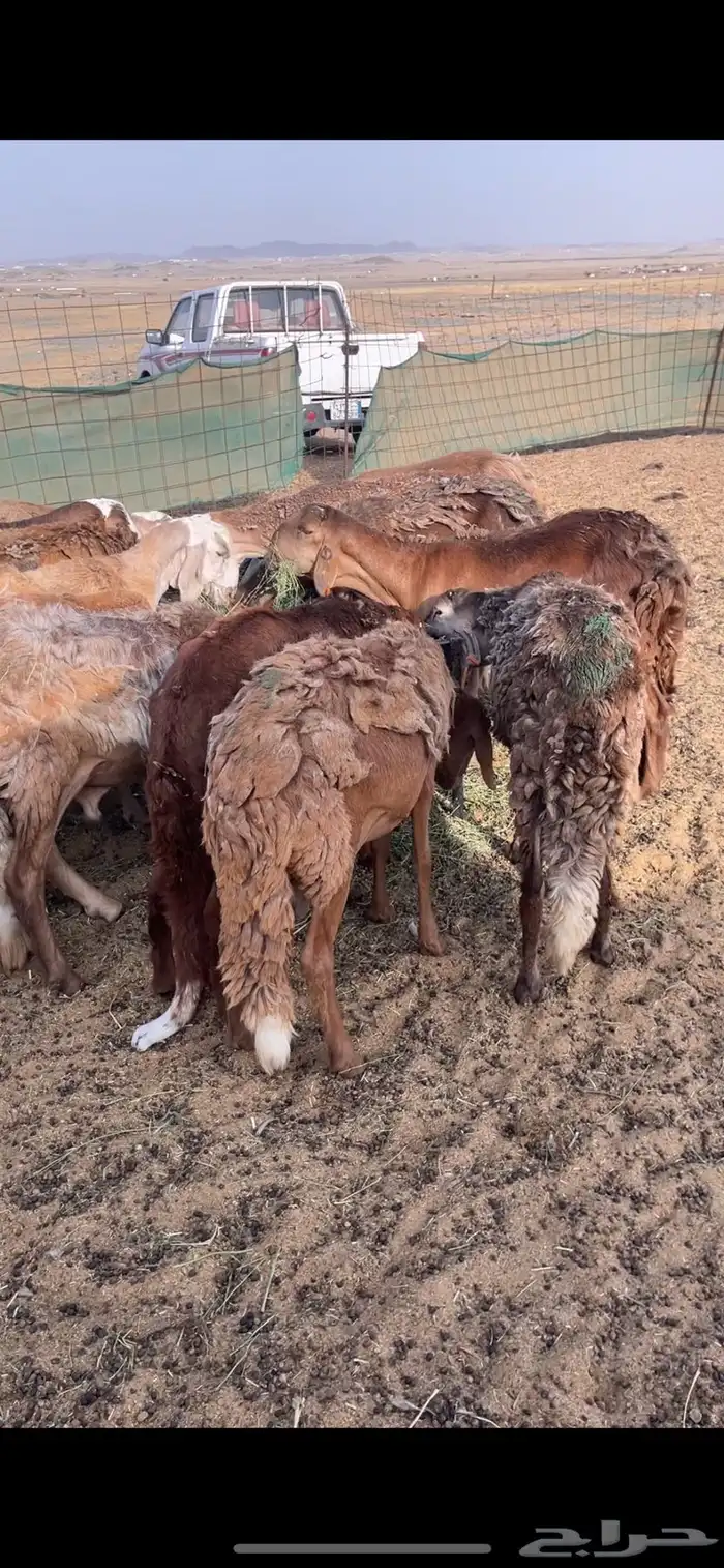 سواكني تربيه 1