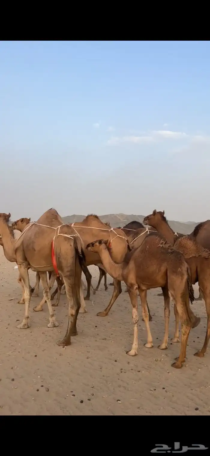 خلفات سواحل(( تم البيع )) 3