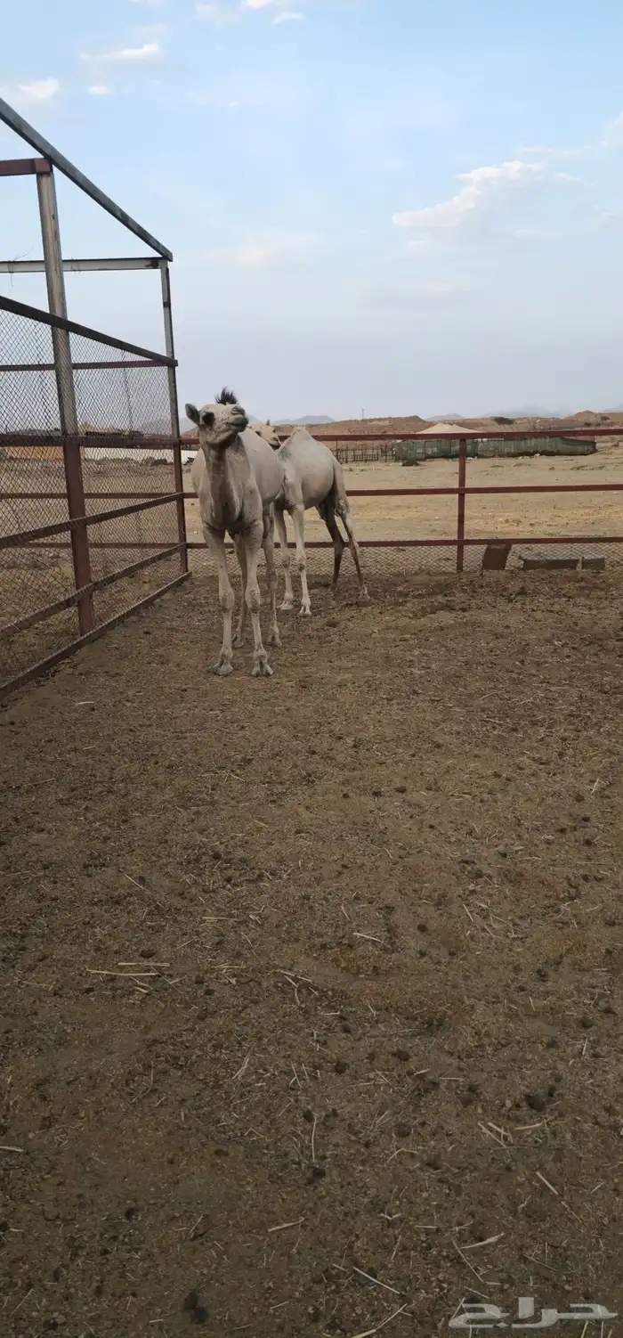 قعود وبكره 2
