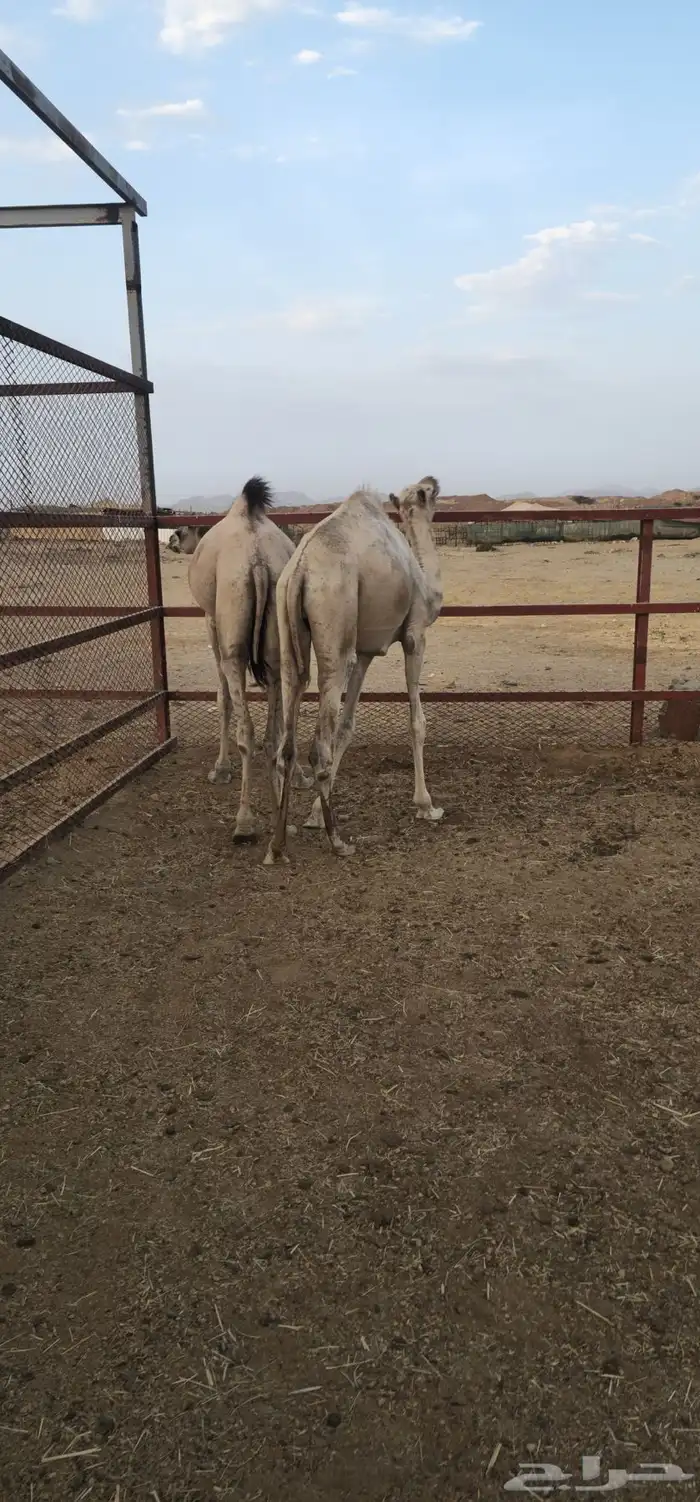قعود وبكره 3