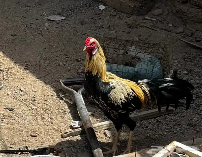 للبيع  دجاج وديك 2