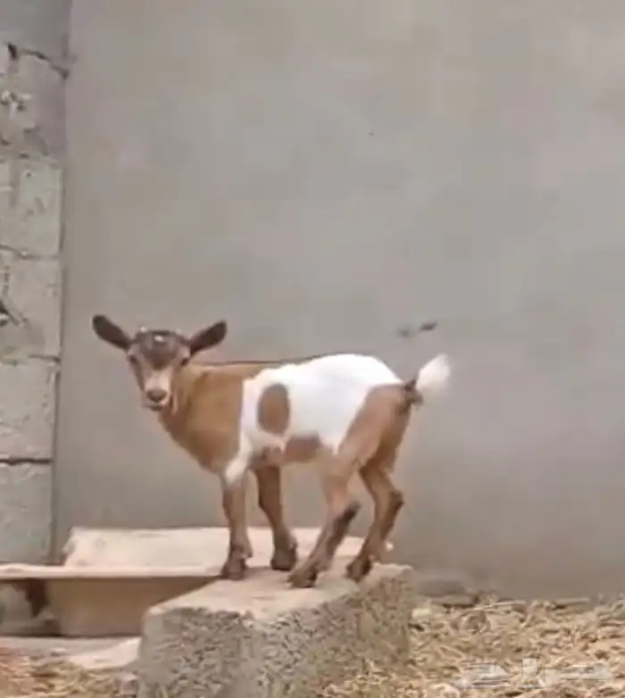 جفره قزميه 2