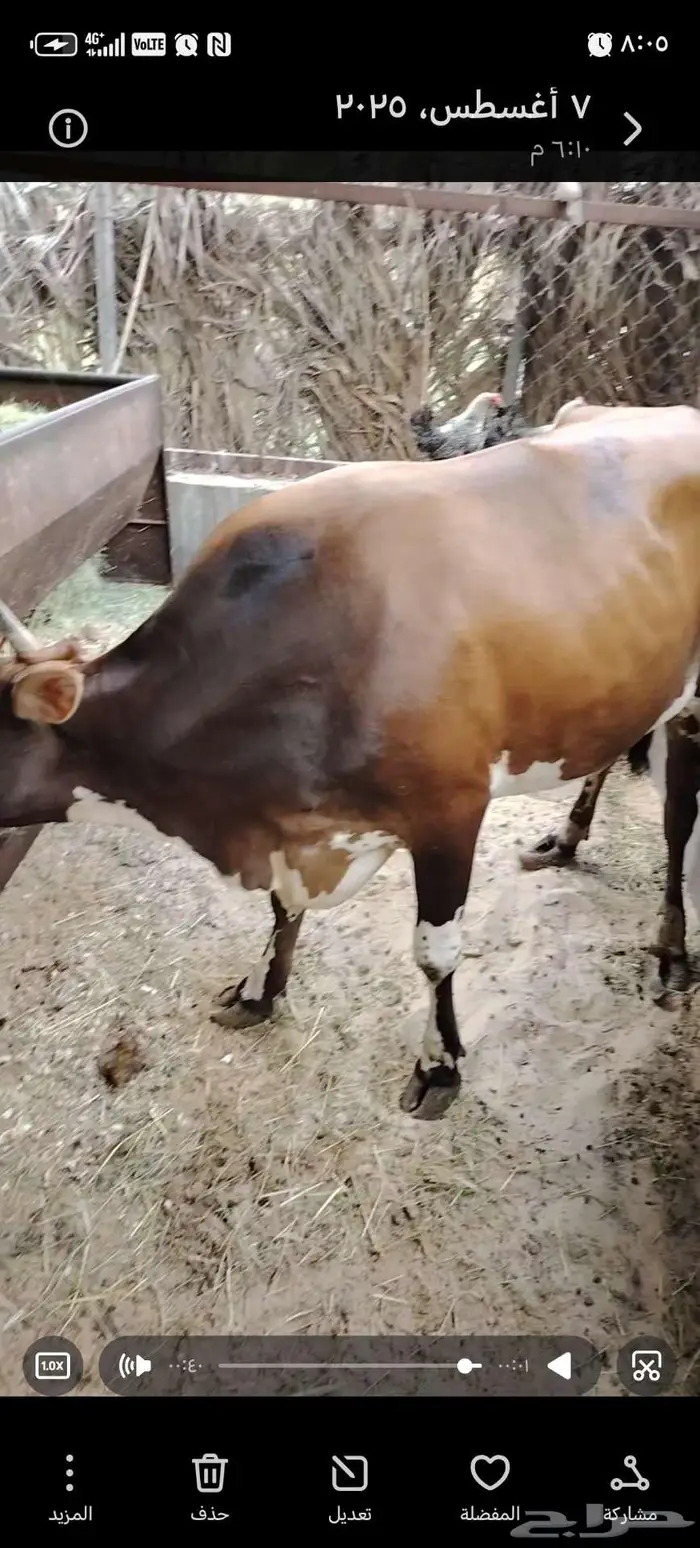 بقره دنمركيه بجرسيه 0