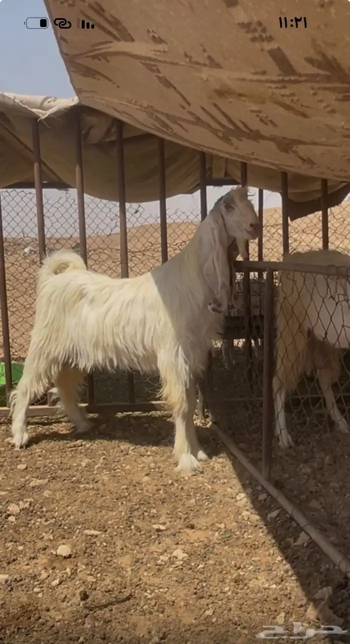للبيع تيس فحل فاخررر 0