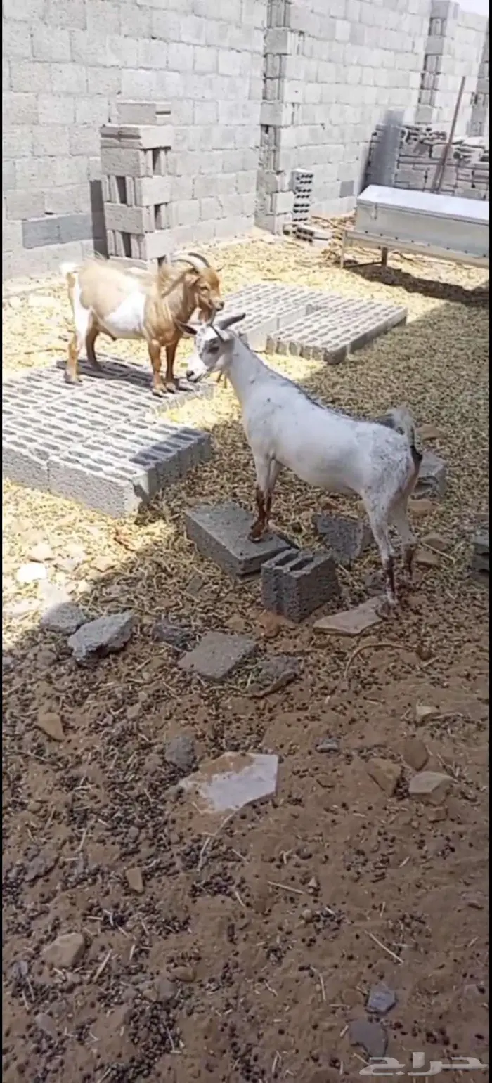 ماعز جنوبية جذعة 1