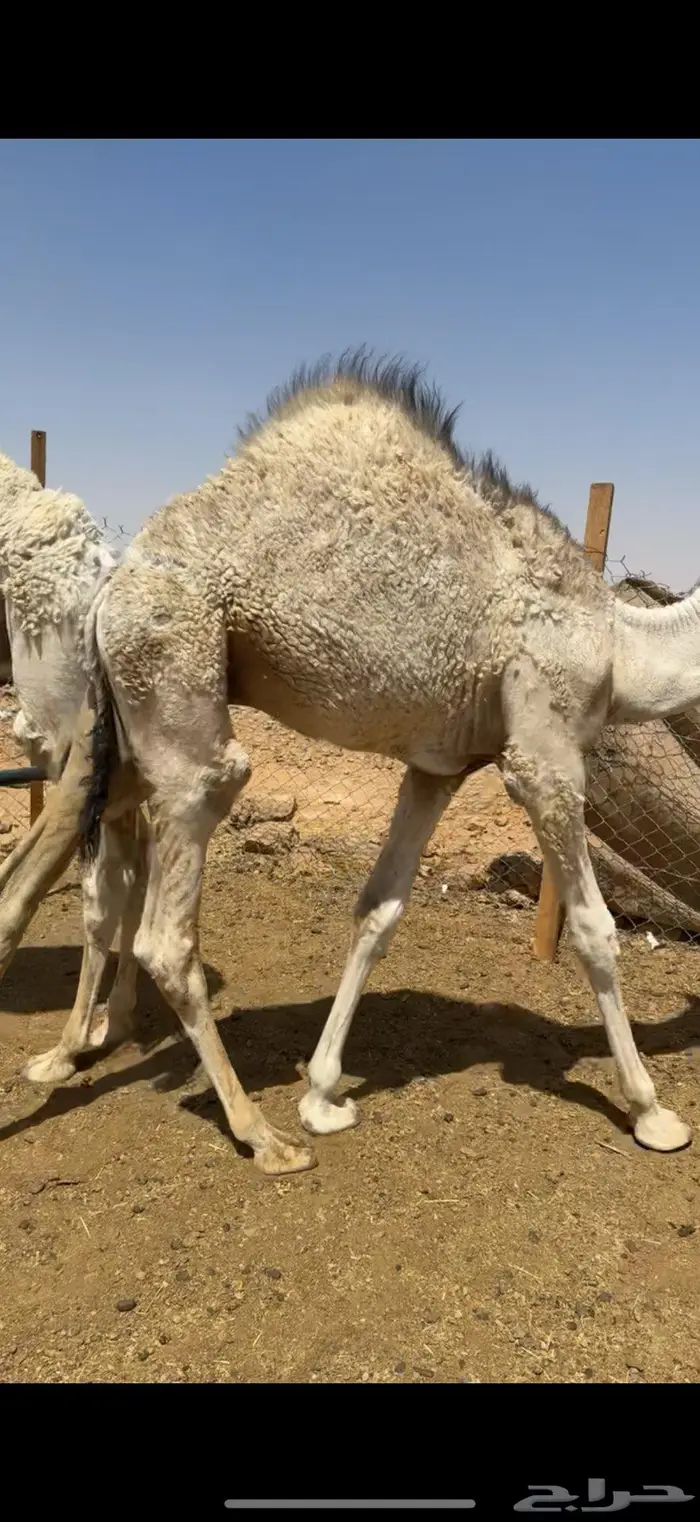 للبيع حوار لباني 0