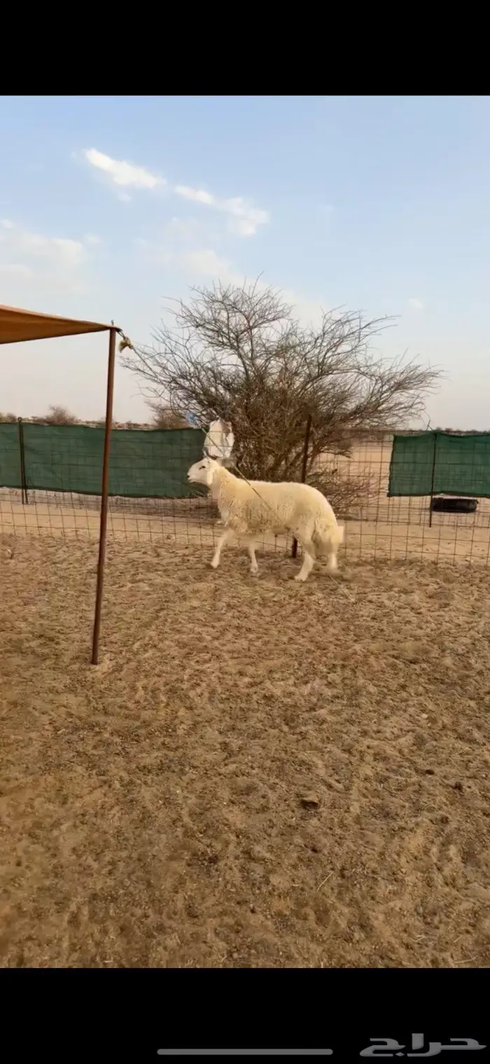طلي طيب للبيع 0