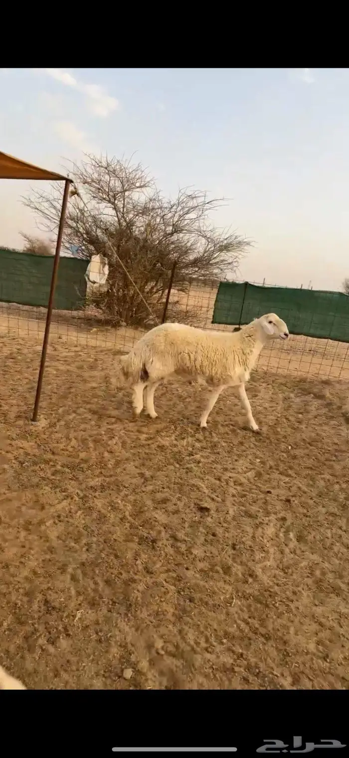 طلي طيب للبيع 1