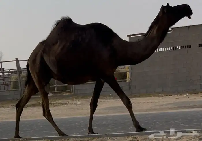 مجهم لقحه ثنو طيبه جدا وسلم العذاريب 0