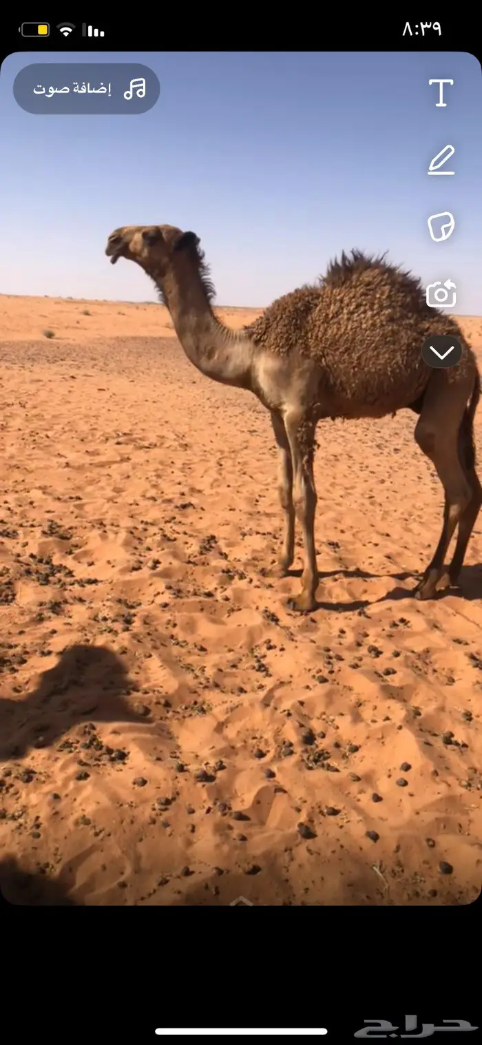 للبيع 0