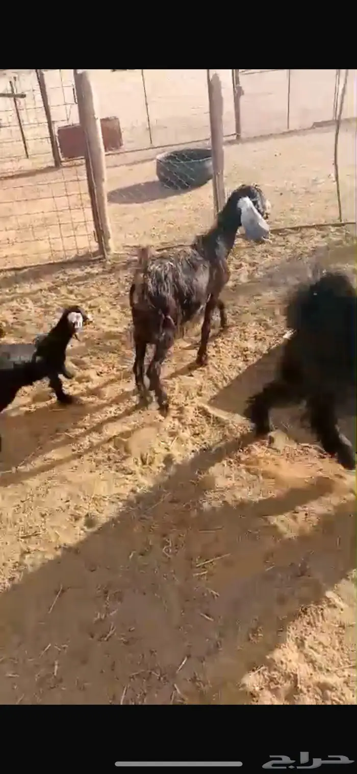 عنز تحتها جفره سوم 1020 0