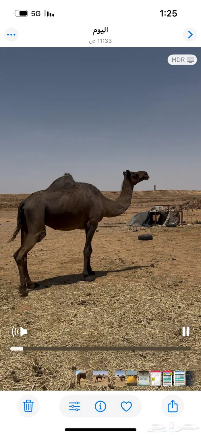 القحه للبيع 0