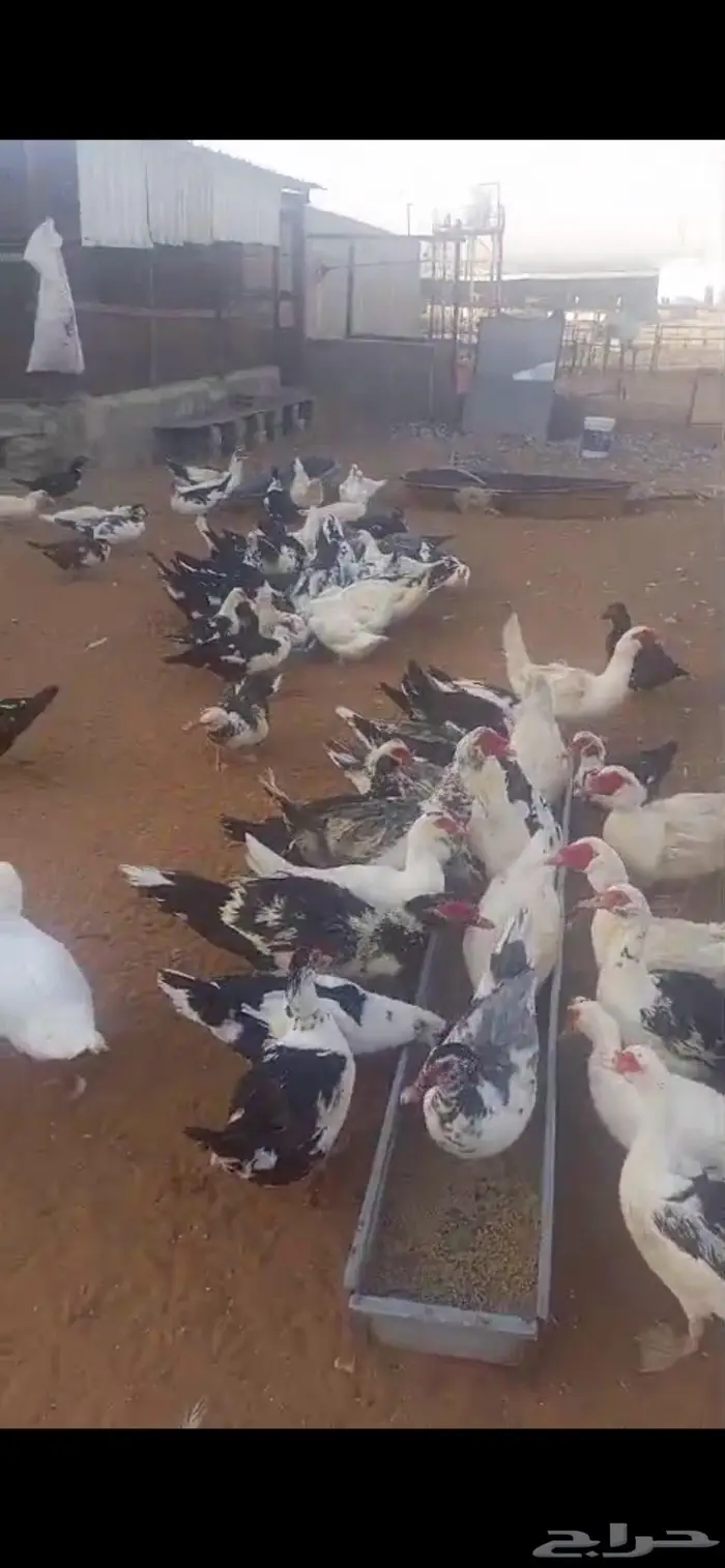 بط شهرمان مسكوفي بح ( بياض ) 3