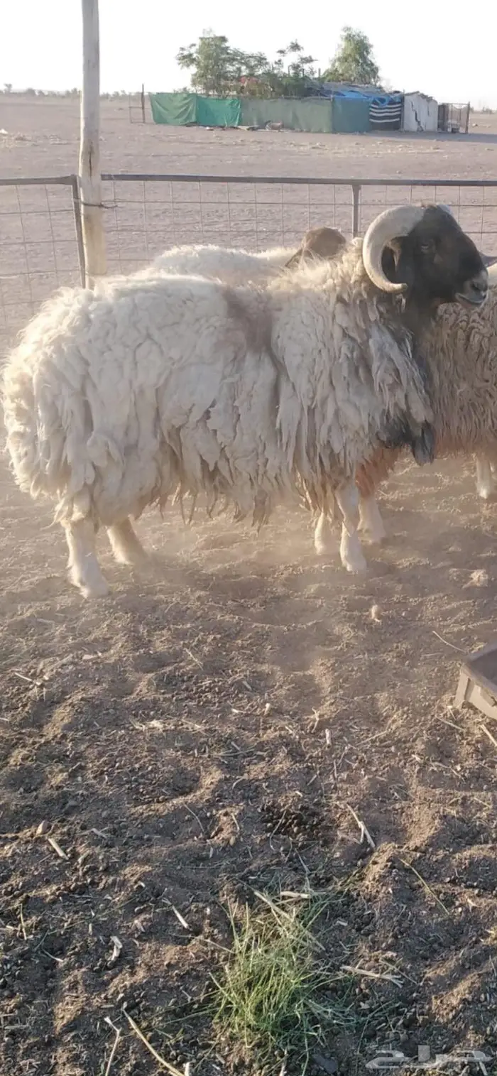 خروف نعيمي شرط 3