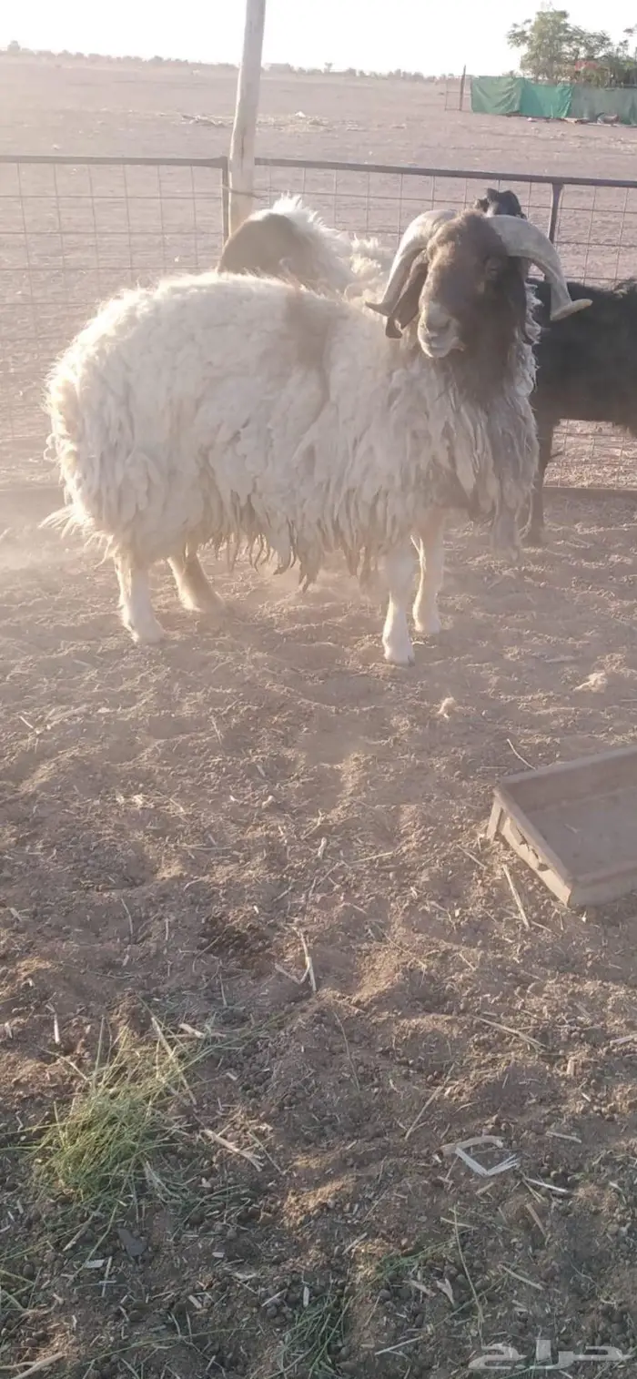 خروف نعيمي شرط 2
