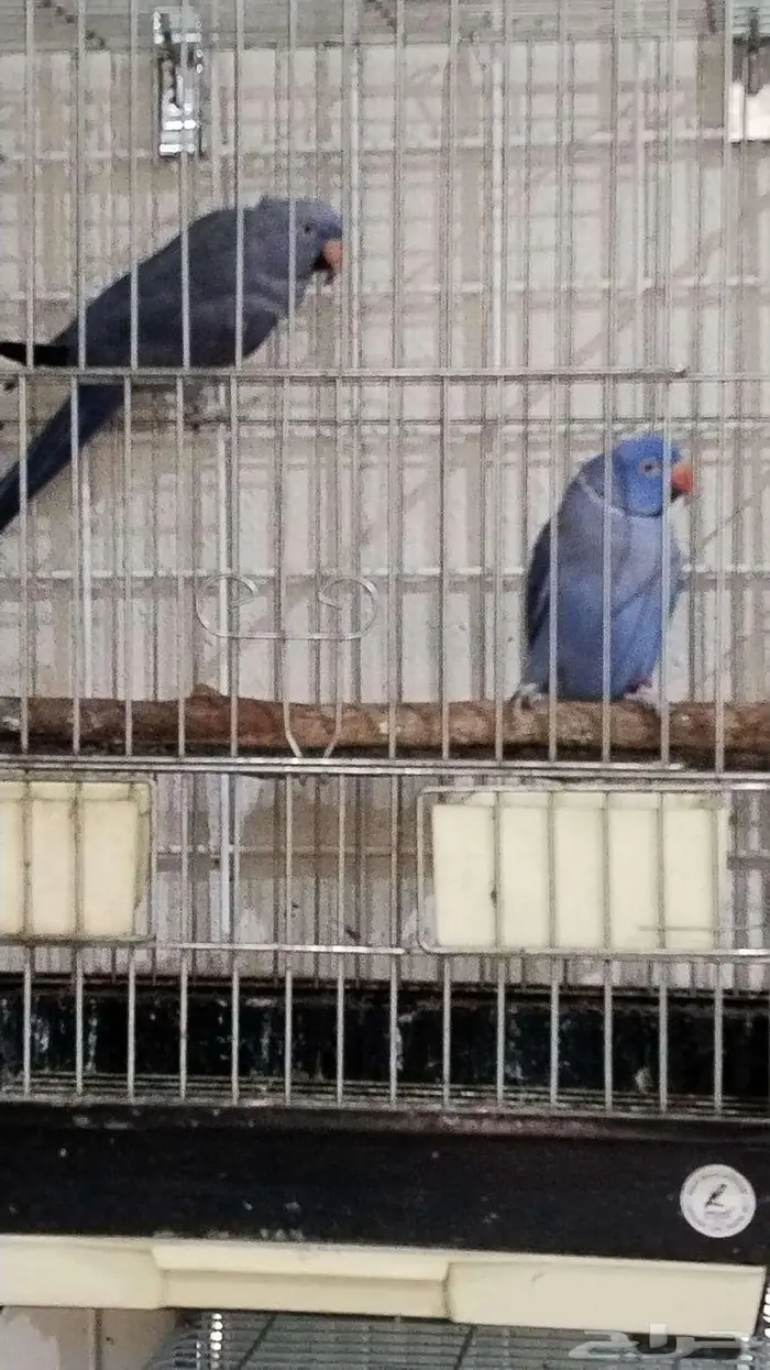 اجواز دره هولندي جوز نيبالي كويكر سنيقالي 6