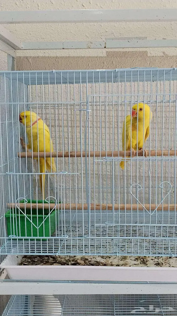 اجواز دره هولندي جوز نيبالي كويكر سنيقالي 0