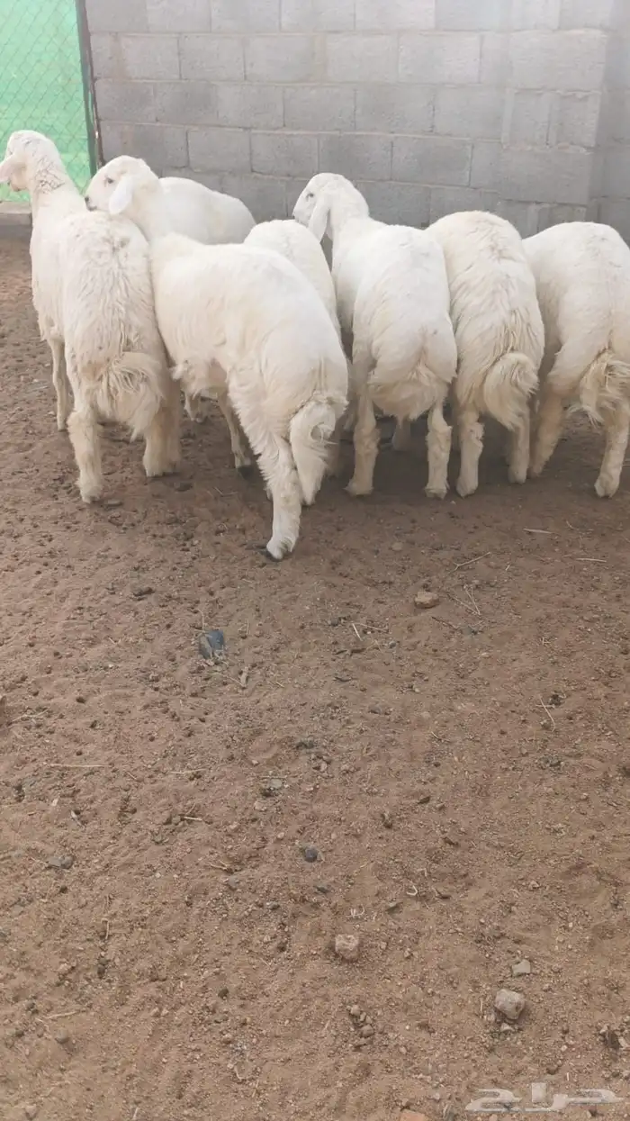 ذبايح طريق الملك عبدالله يوجد ذبح وتوصيل 1