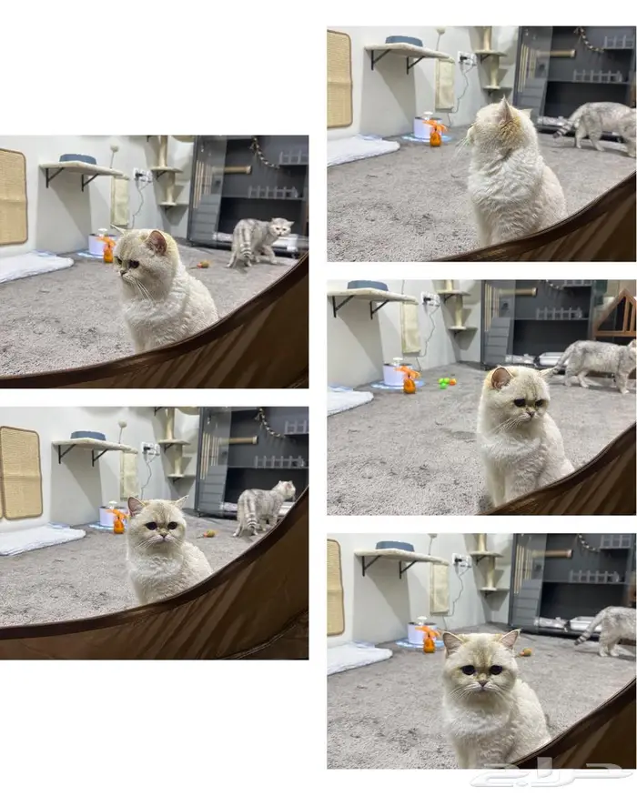 قطتين سكوتش اناث 0