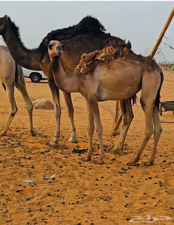 بكره أصيل( مفروده ) 0