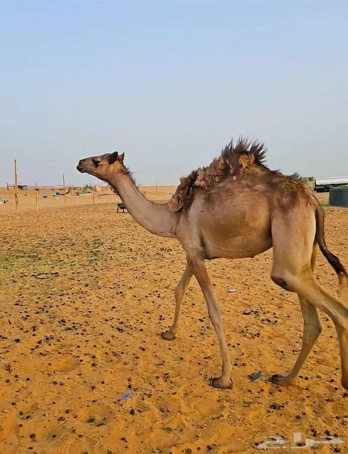 بكره أصيل( مفروده ) 1
