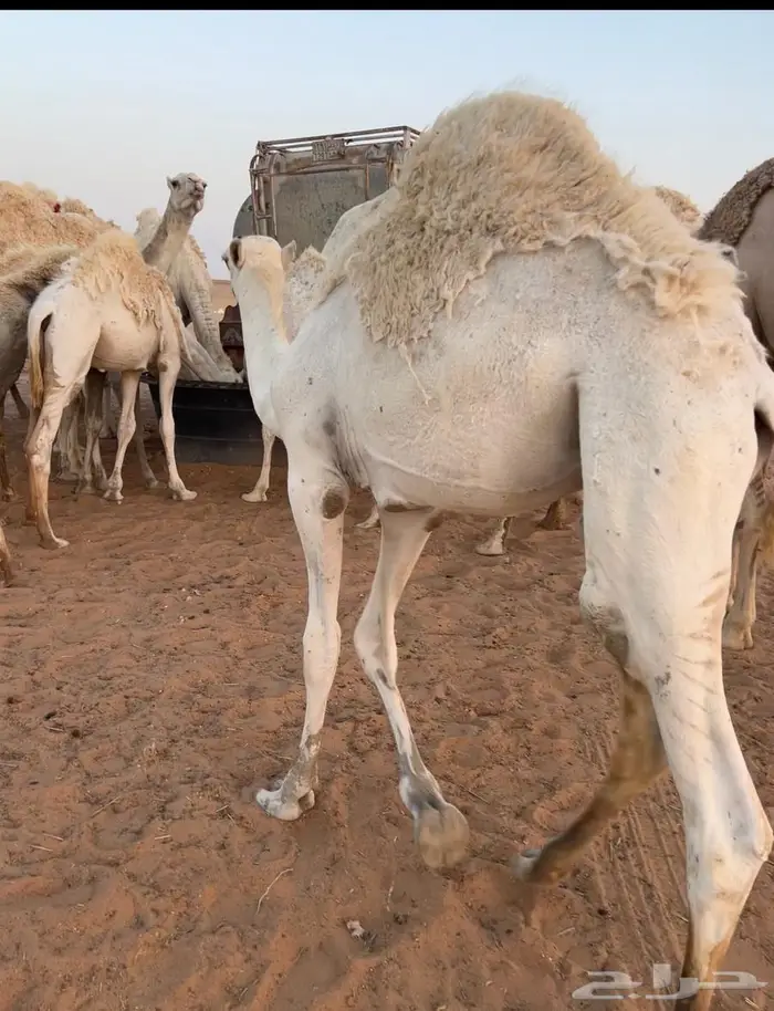 قعودين قصب 1