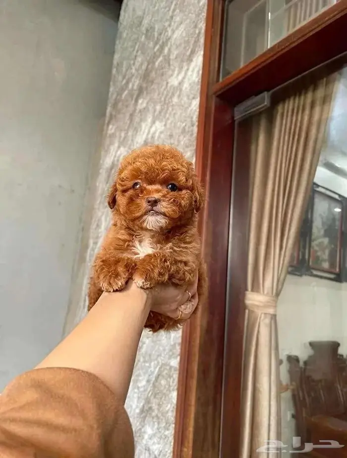 بدول تيكب .. teacup poodle 0