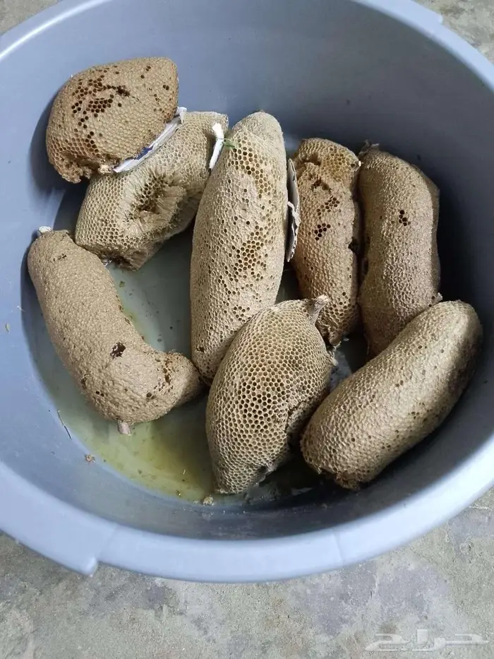 عسل بري حر اليوم. 0