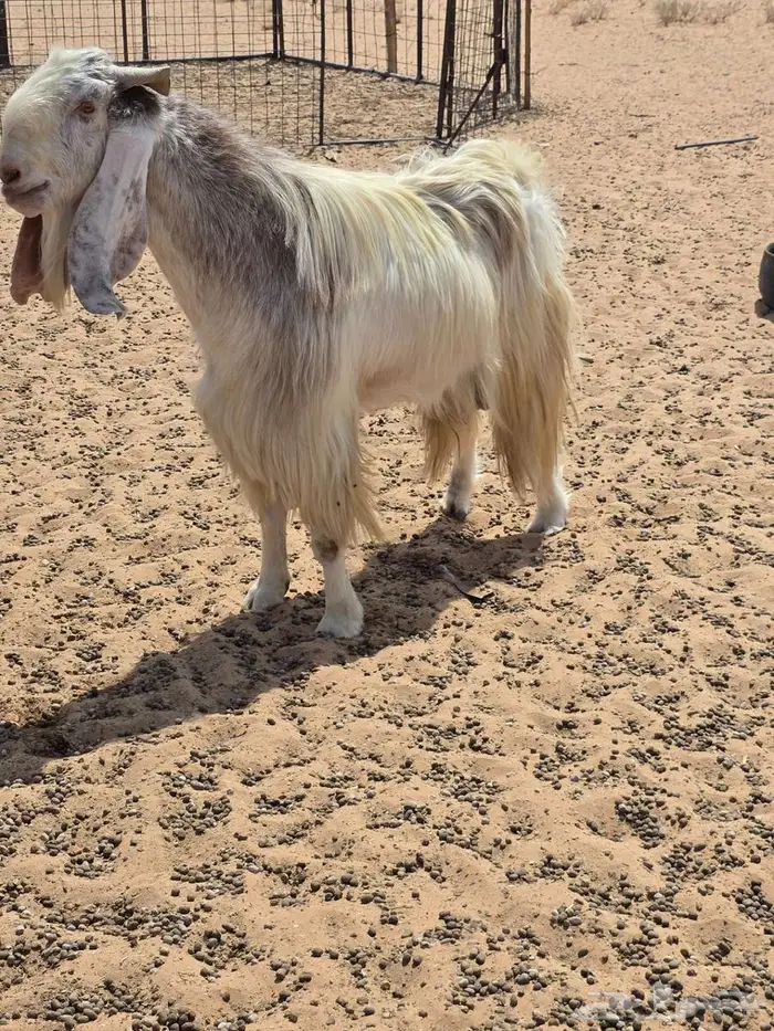 تيس فحل 2