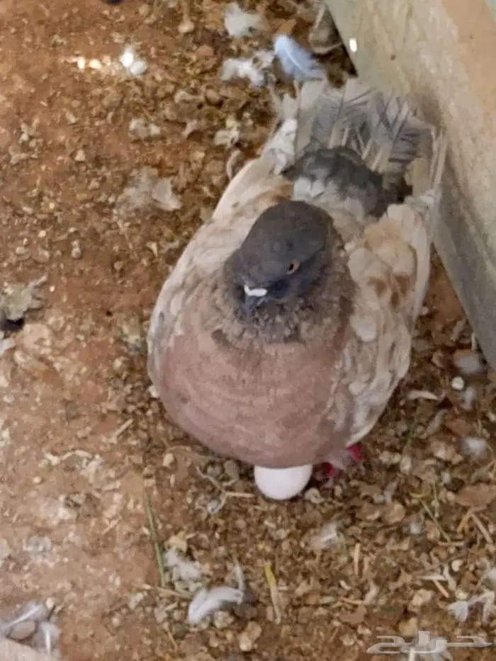 حمام للبيع في الخرج 5