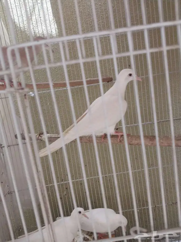 قمري يا كريم 3