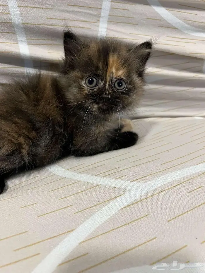 قطط شيرزاي سكوتش 4
