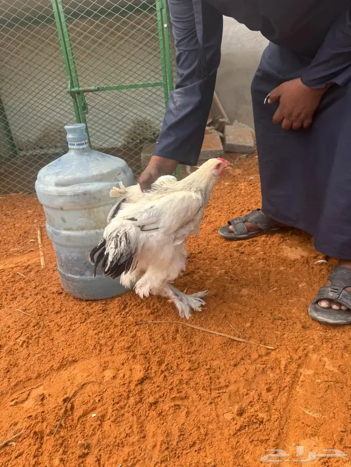 دجاج براهما 1