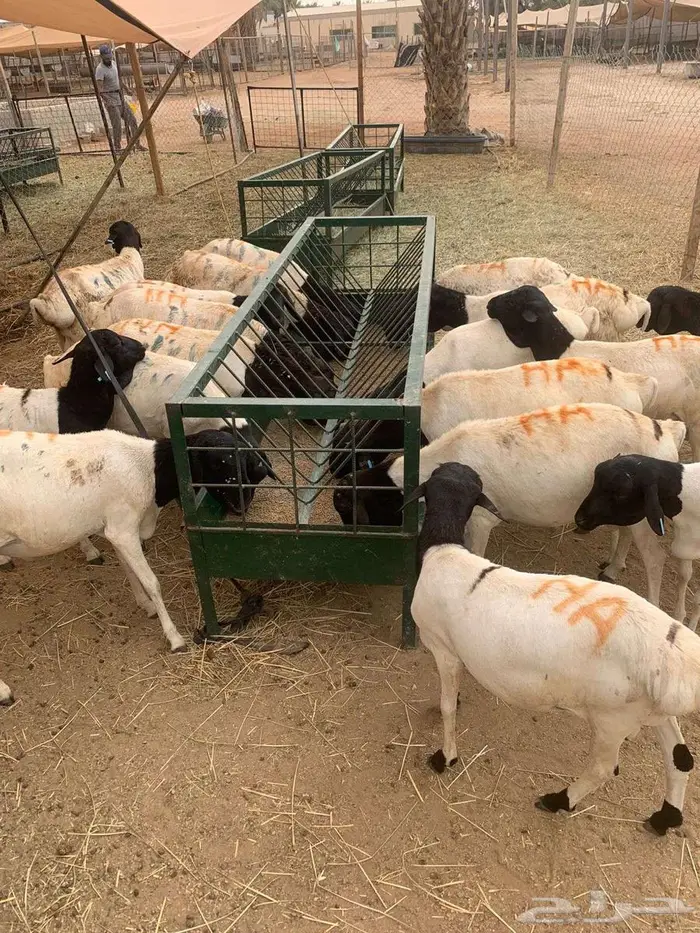 برابر و سواكن حمري ونعيمي كميات محدودة بأسعار حلال 0