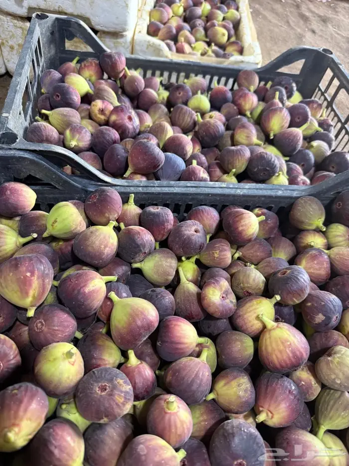 تين طازج من المزرعه 3