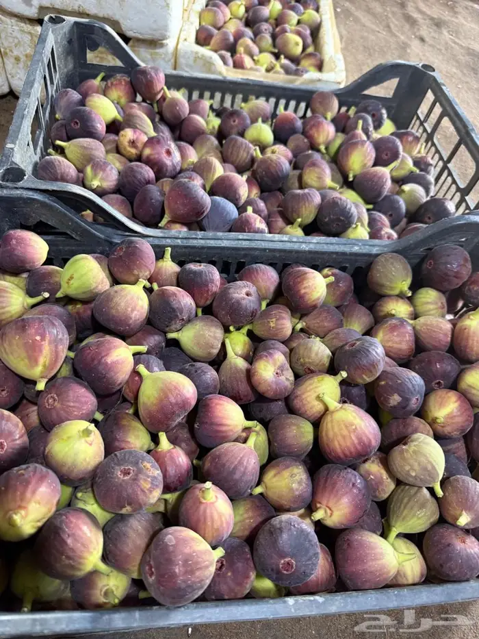 تين طازج من المزرعه 1