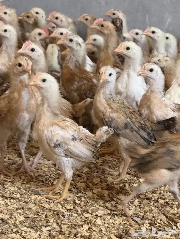 صوص بلدي محصن 0