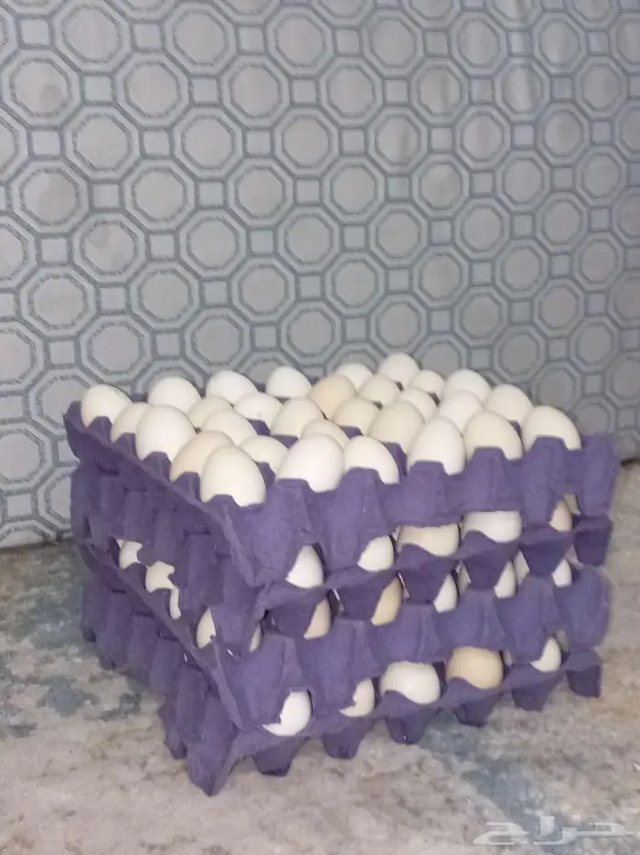بيض بلدي 1