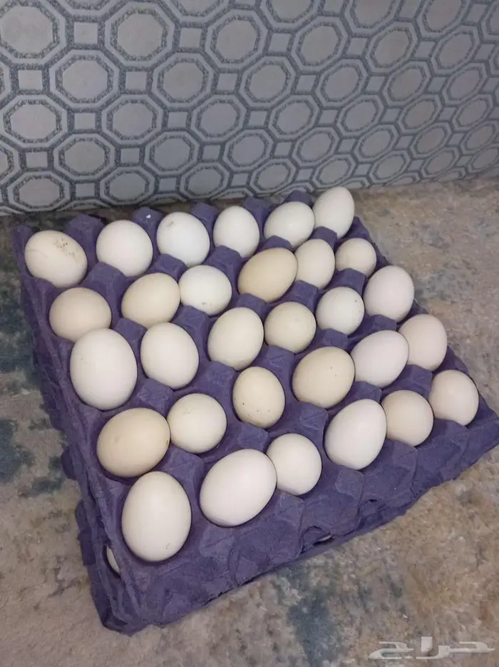 بيض بلدي 0