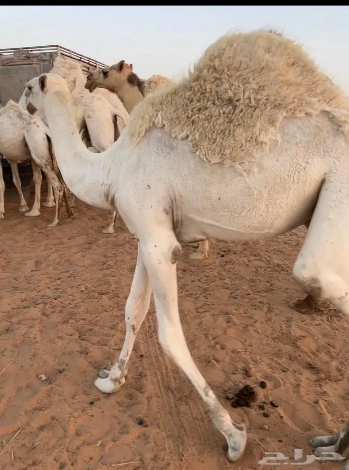 قعودين قصب 0