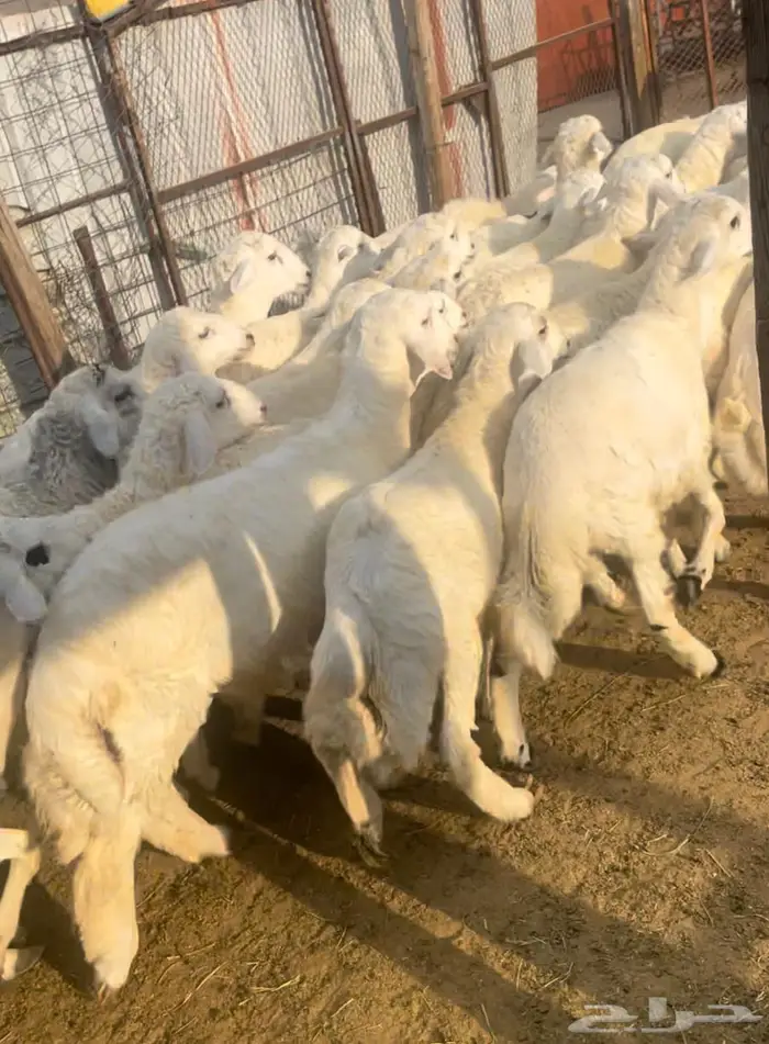 ذبايح طليان حريه سواكن مع التوصيل 8